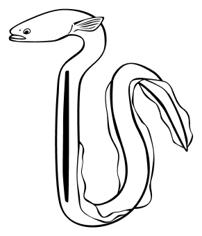sea eel